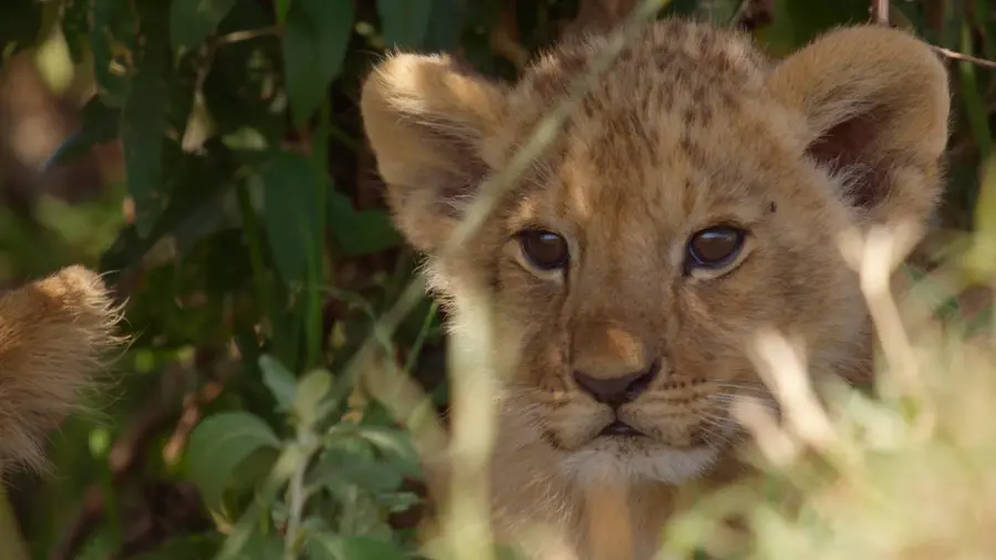 Lion cub peering through tall grass in a leafy wild setting, looking calm and curious.