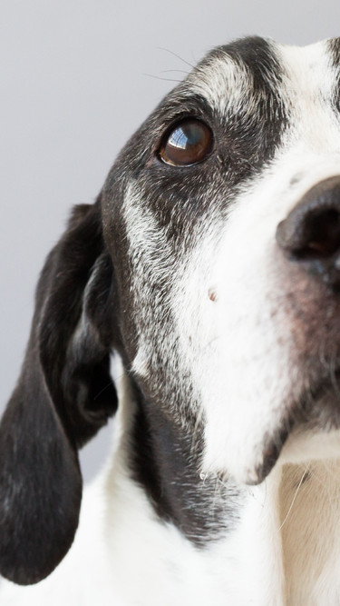 animal emergencies near me