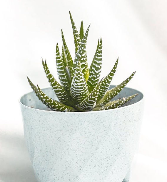 4 ricette per usare l'aloe vera per capelli lucidi e sani