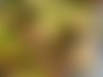 花粉で髪も不調になる⁈