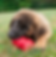 ree