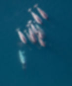 Arial photo of a flock of narwhals showing males with various size tusks, females without tusks, 2-year calf and 1-year old calf. Two narwhals are submerged just under the surface.