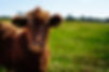 animal-blur-bull-162240.jpg