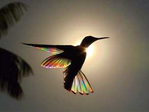  O beija-flor e sua cura 