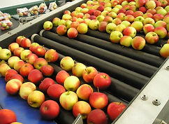 Rollr conveyor