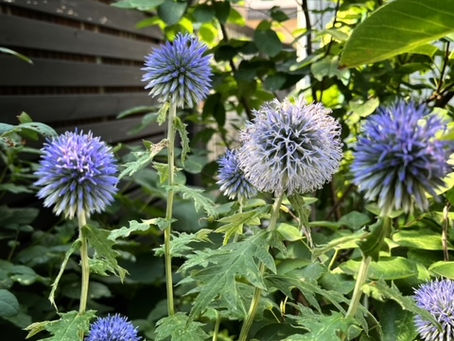 8月の予定（セッション＆講座）