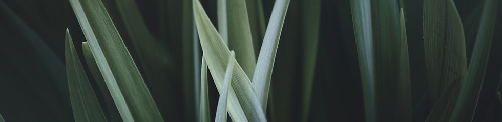 Magnified Grass