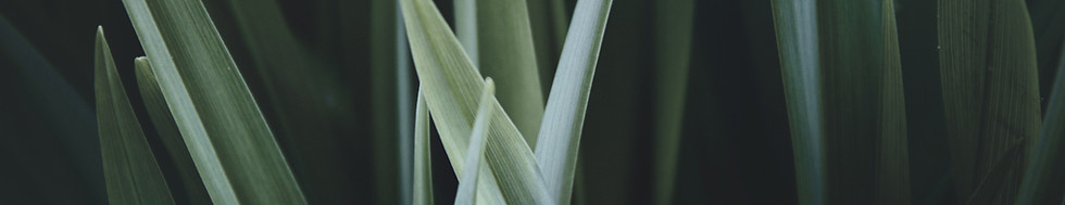 Magnified Grass for personal growth in CBT Therapy