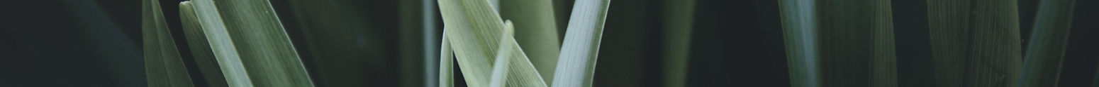 Magnified Grass
