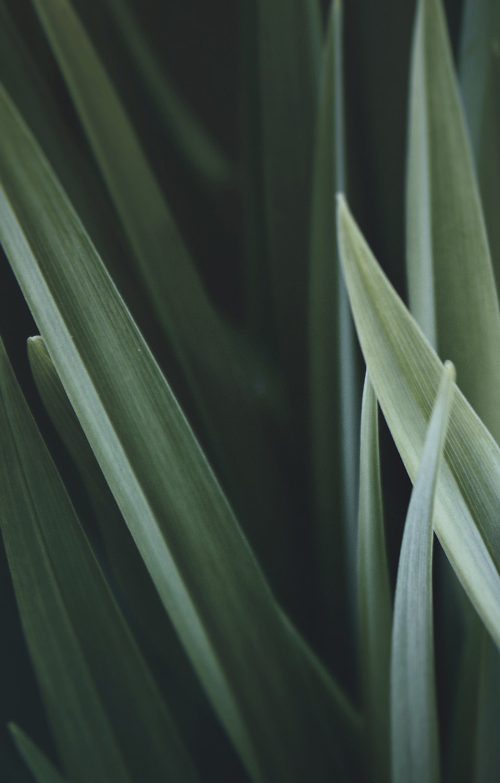 Magnified Grass