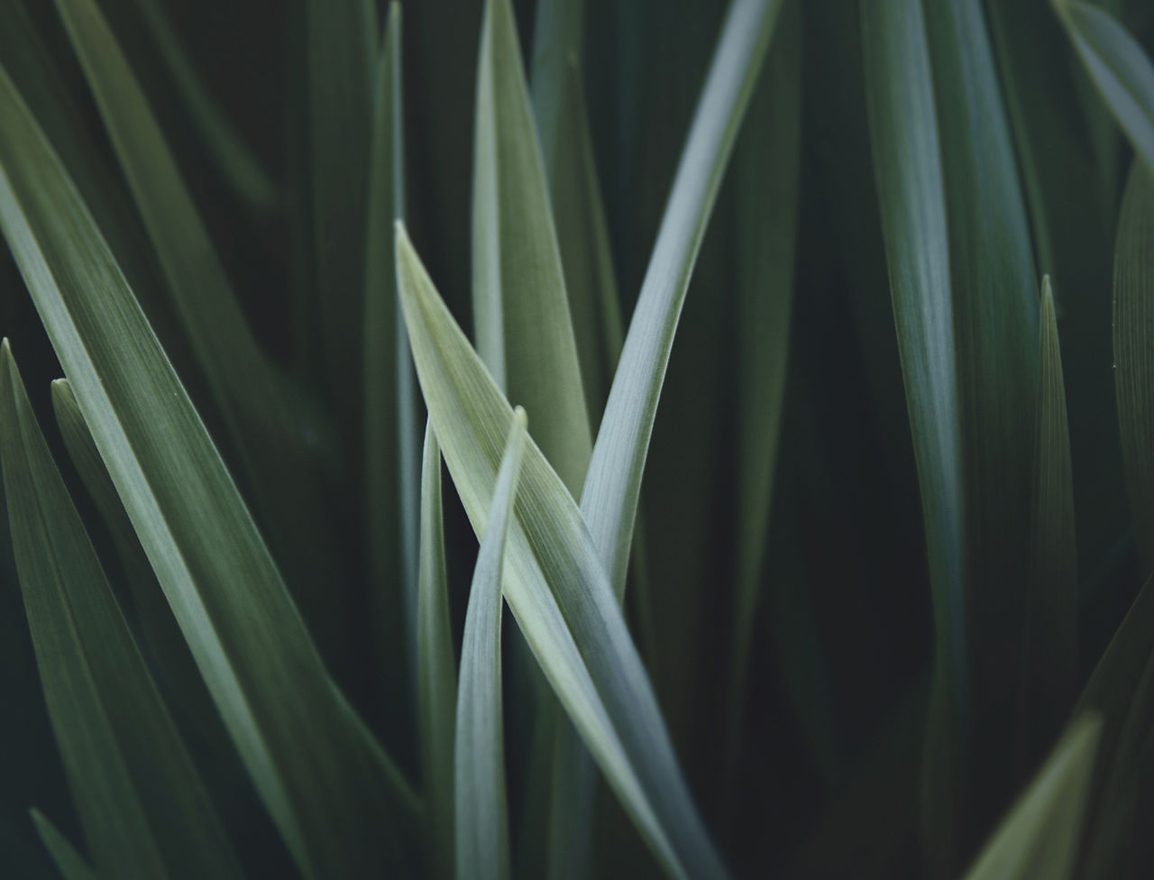 Magnified Grass