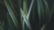 Magnified Grass