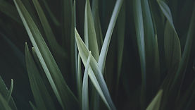 Magnified Grass