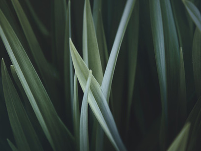 Why grass is more important than you think