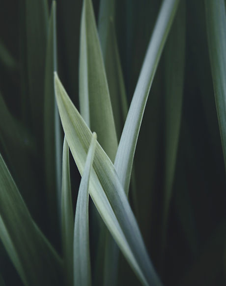 Magnified Grass