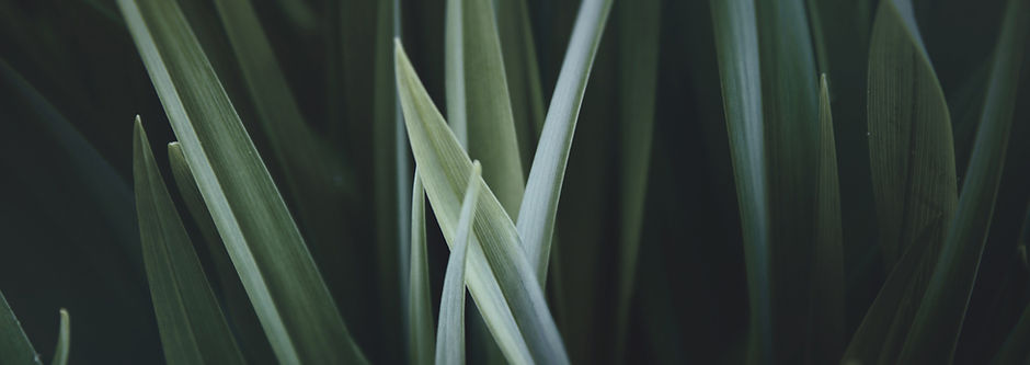 Magnified Grass
