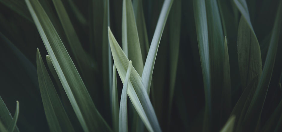 Magnified Grass