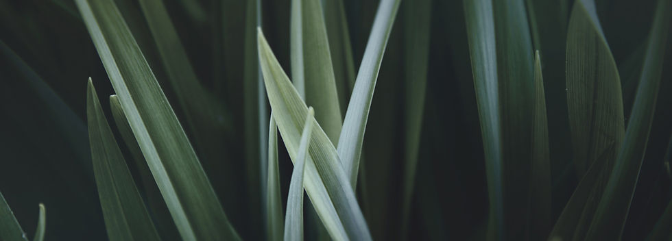 Magnified Grass