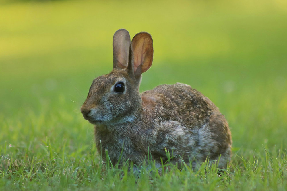 Pesky Rabbit Images The Rabbit and the Garden