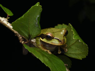 Writer Spotlight: J.S. Sahanya Nanayakkara's "There's a Frog in My Mailbox"