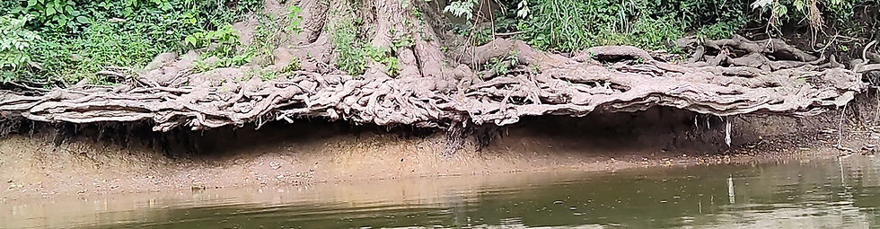 Maze of sprawling trees roots visible at the edge of the White River in Central Indiana.