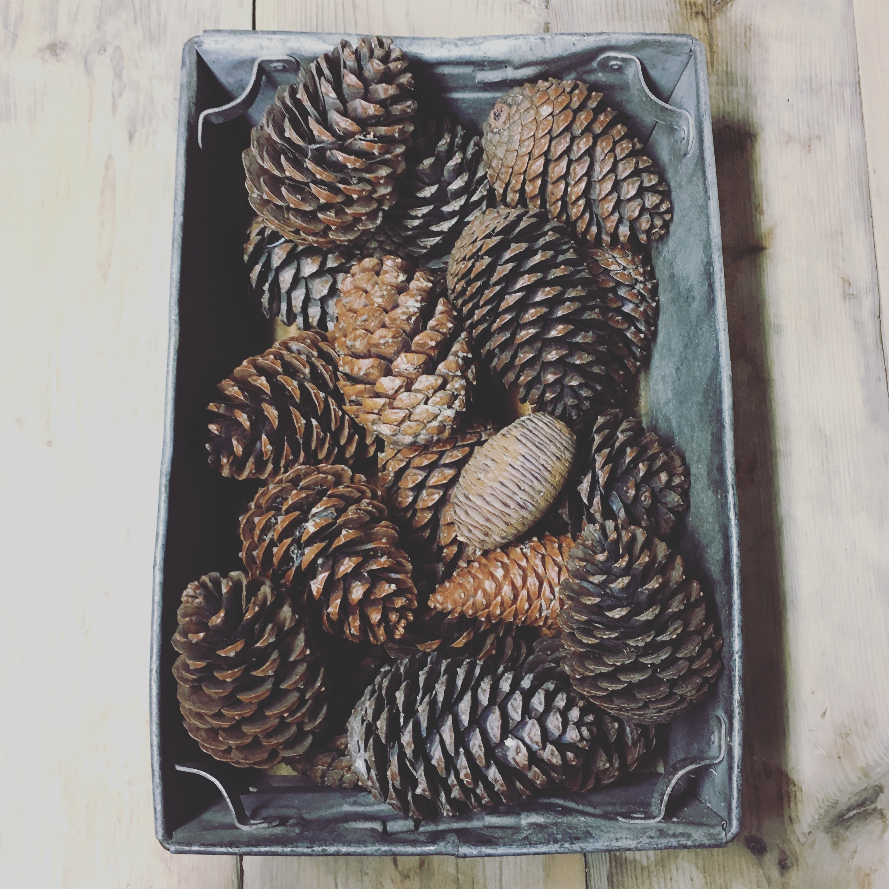 Large Pine Cones £0.50p Each