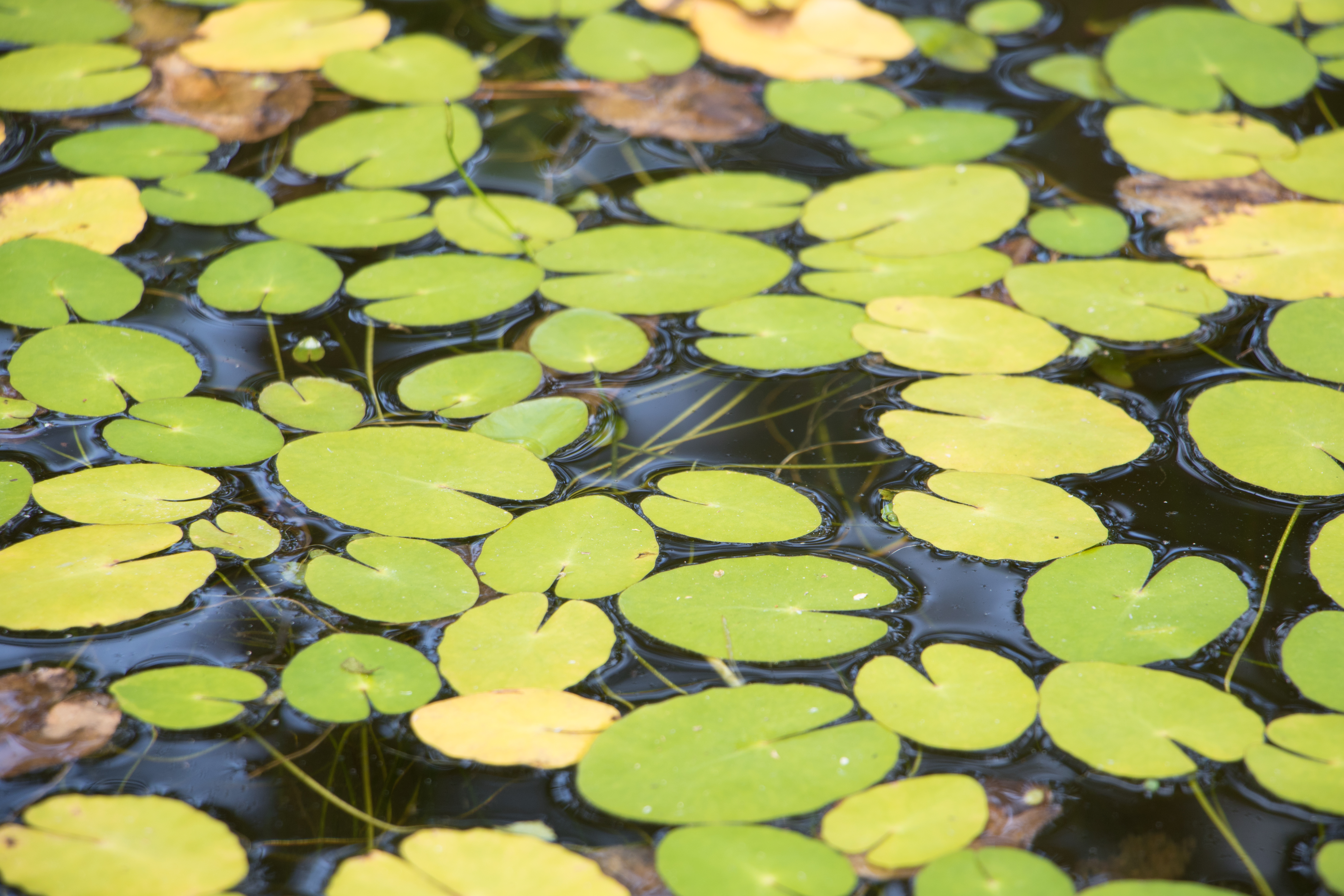 Lilypads