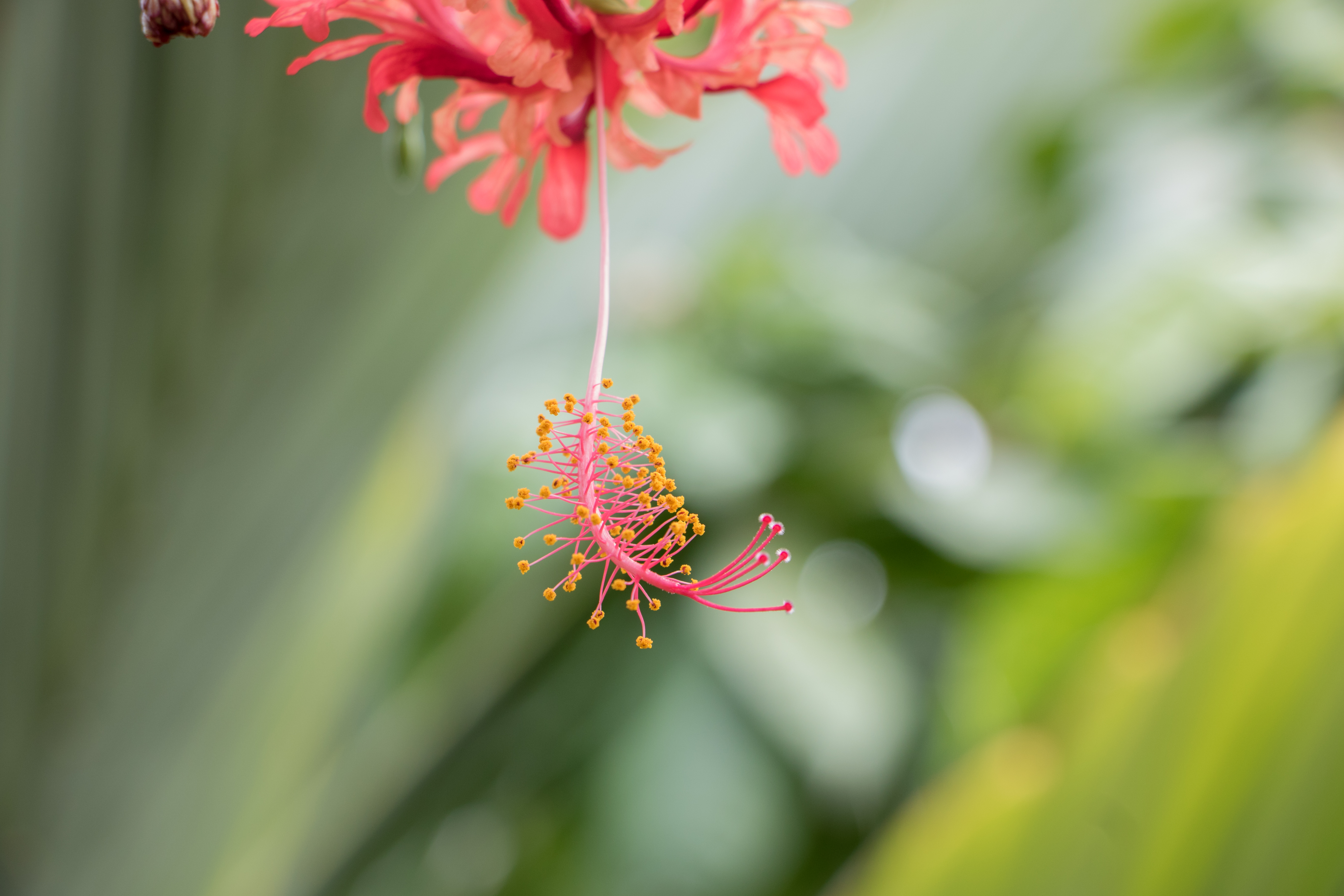Denver Botanical Gardens