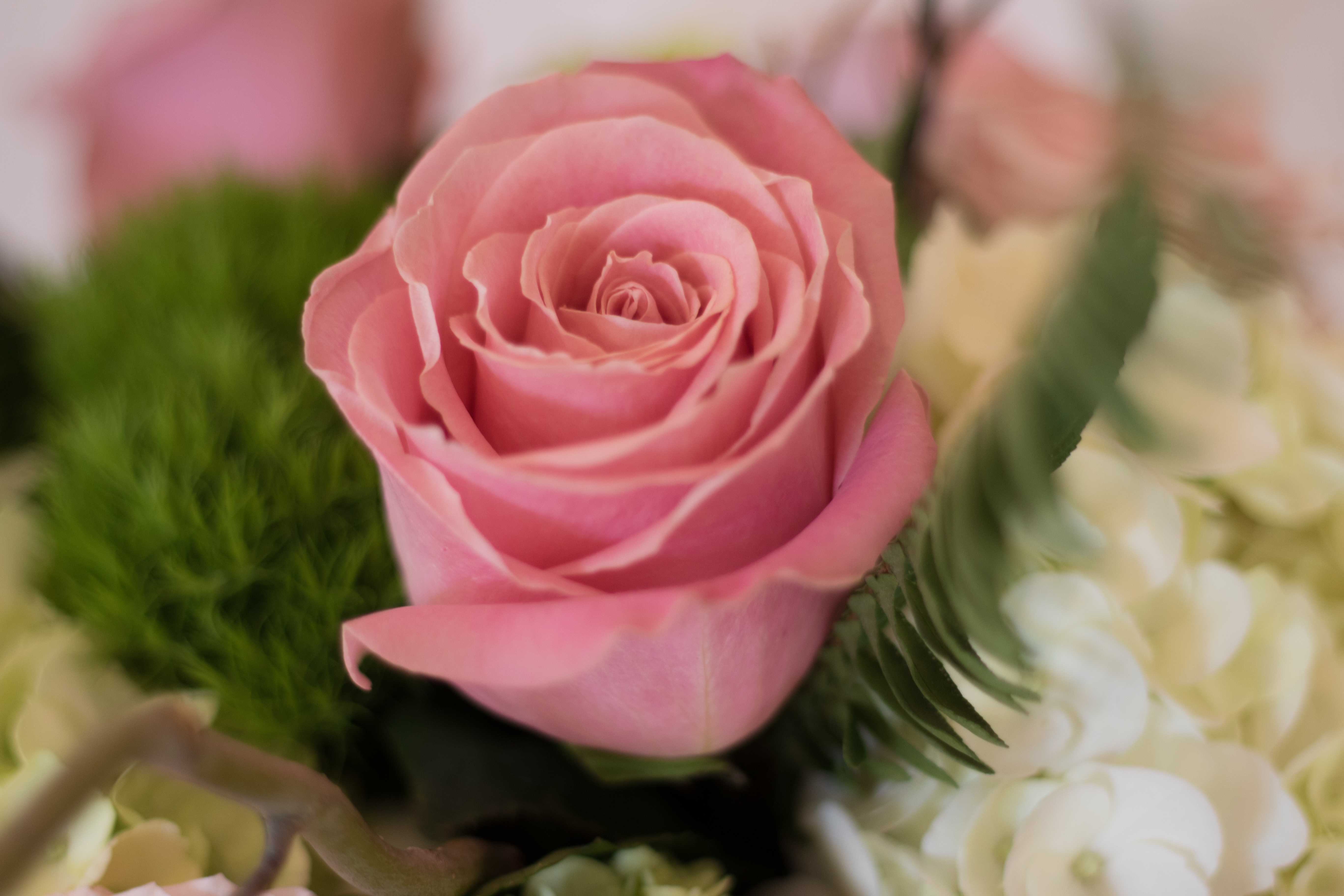 Pink Rose