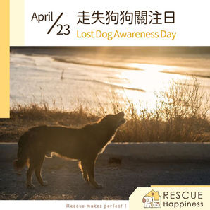 走失狗狗關注日