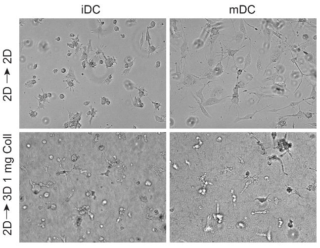 Dendritic cell mechanobiology