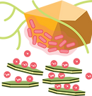 Biointemperismo 2_3x_edited.png