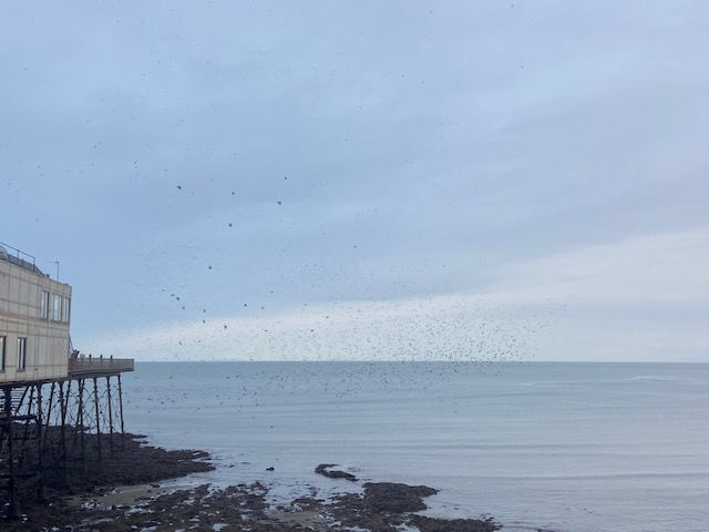 Starlings, Statues and Sea!
