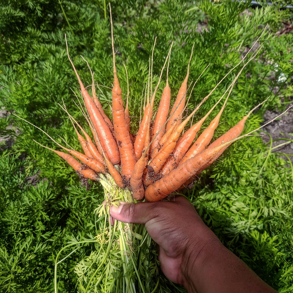 Thumbnail: Farm Share (Month Subscription)