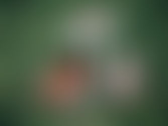 Brasileiro que se casa no exterior pode ter dificuldades de receber herança no Brasil