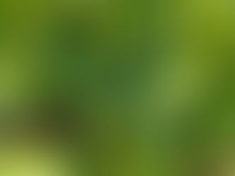 なつかしい夏