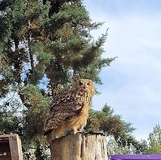 búho de bengala en Alhama de Aragón