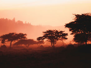 Paysage au coucher du soleil avec arbres silhouettés sur fond orange et brumeux. Atmosphère sereine et chaleureuse.
