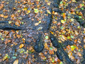 Feuilles d'automne mouillées sur un chemin forestier sombre, créant un tapis coloré de jaune, orange et brun. Atmosphère fraîche et humide.