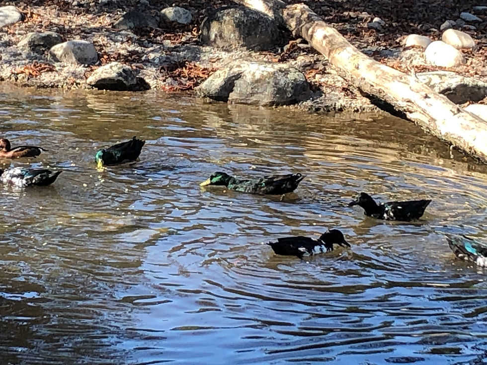 Enten genossen am Abend das Wasser der Wollschweine