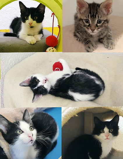 ADA-chatons.jpg