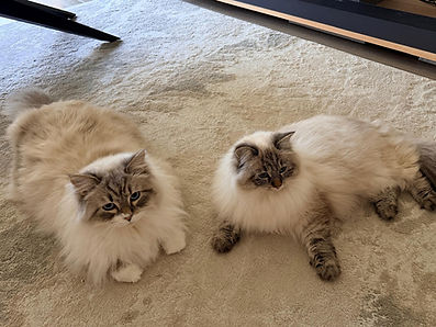 WhatsApp Image 2026-04-18 at 14.48.39.jpeg