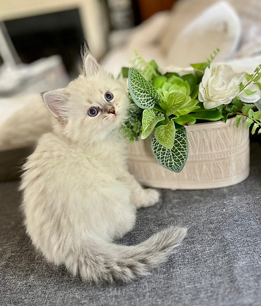 WhatsApp Image 2024-05-25 at 11.36.39.jpeg