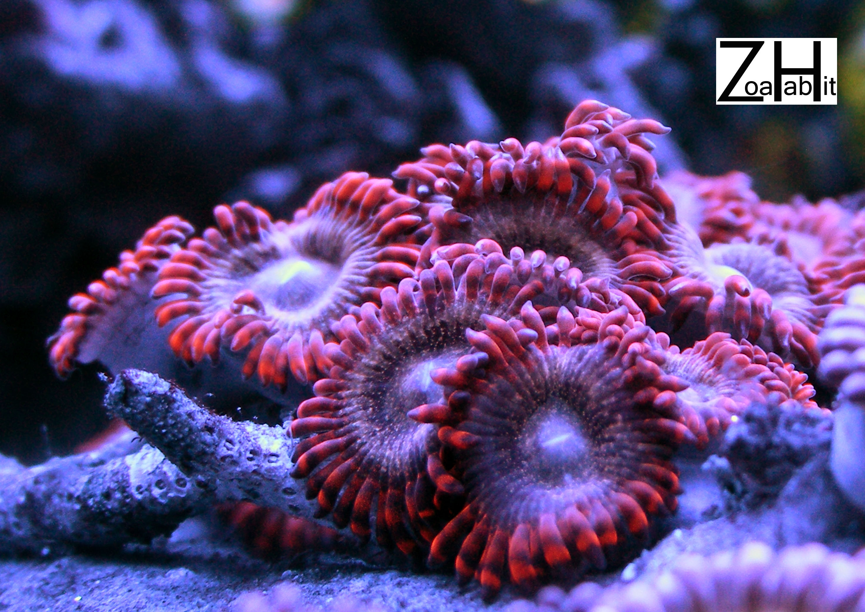 Zoa I.D
