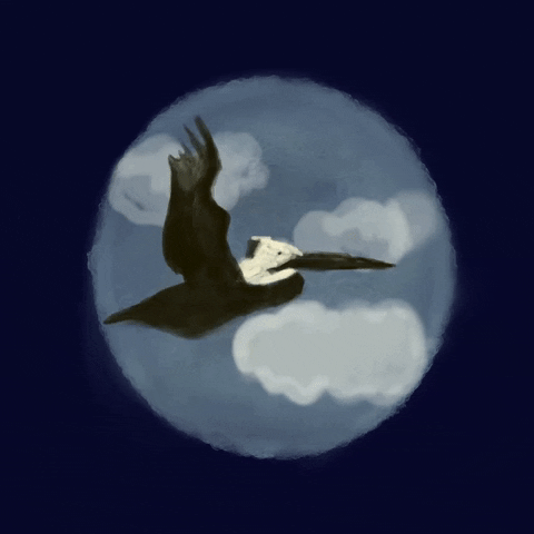 An unending series of pelicans flapping their wings