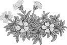 Botany _edited_edited.png