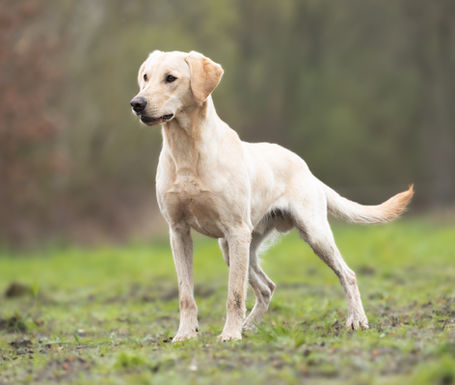 Working Labrador Retrierver Field Trial Champion