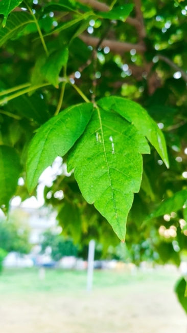 Acer negundo leaves - KonstantinoupolitikaThessaloniki.