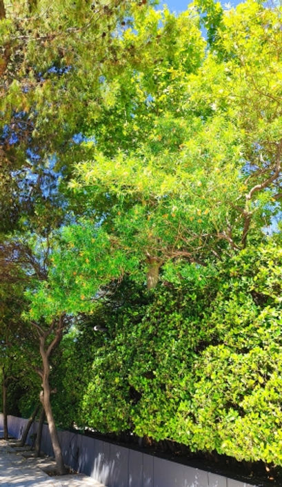 Cascabela thevetia (Palaion Faliro)