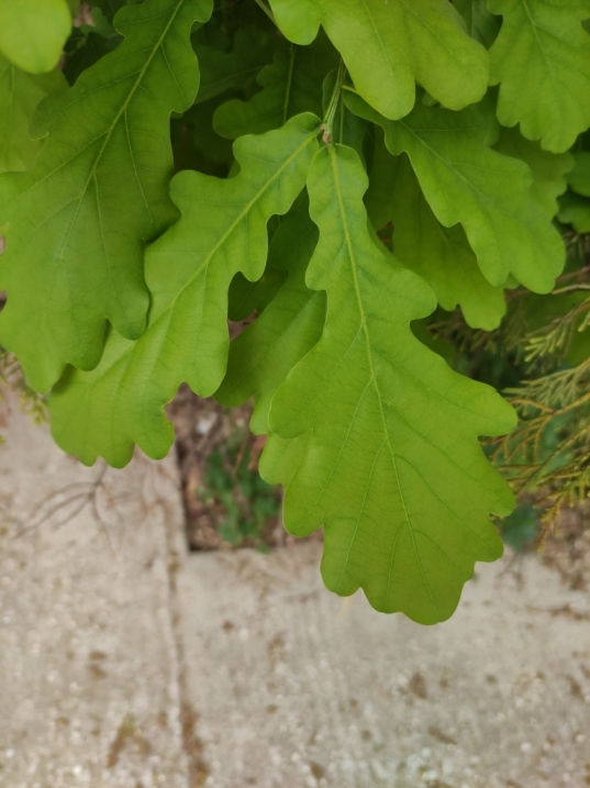 Quercus robur leaves - Gerakas, Athens.